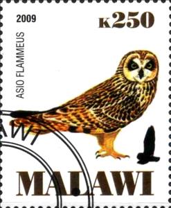 Stamp, Asio Flammeus, Cinderellas,  , Animals (Fauna), Birds, Birds of Prey, Owls