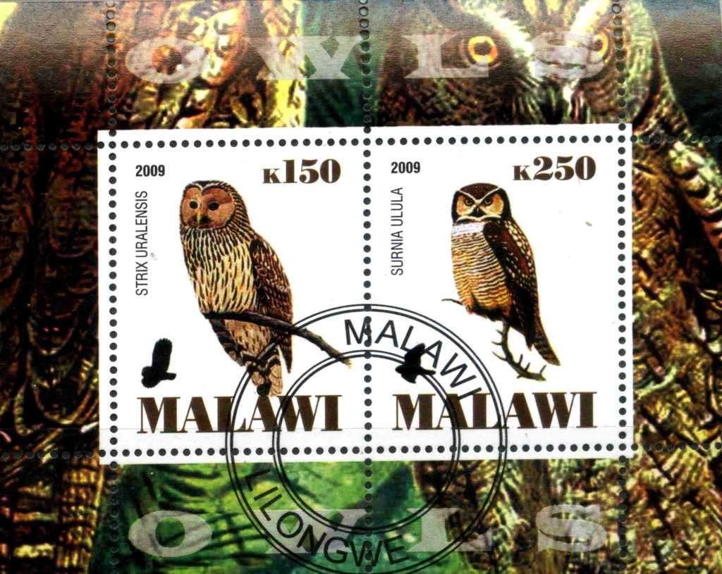 Owls