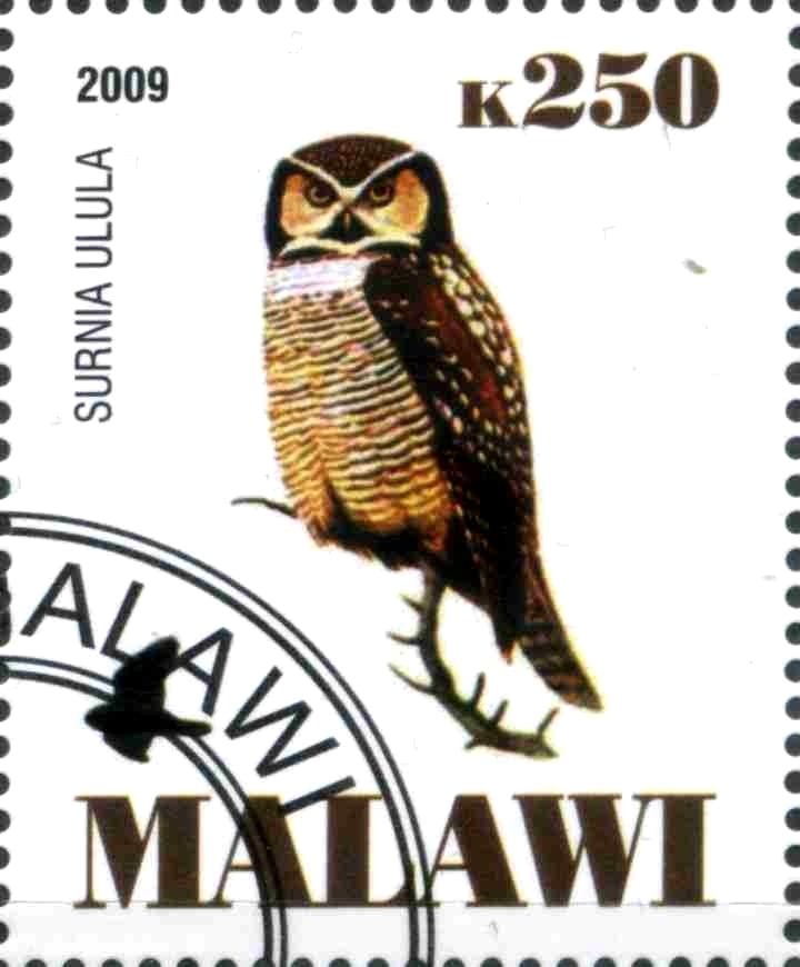 Surnia Ulula