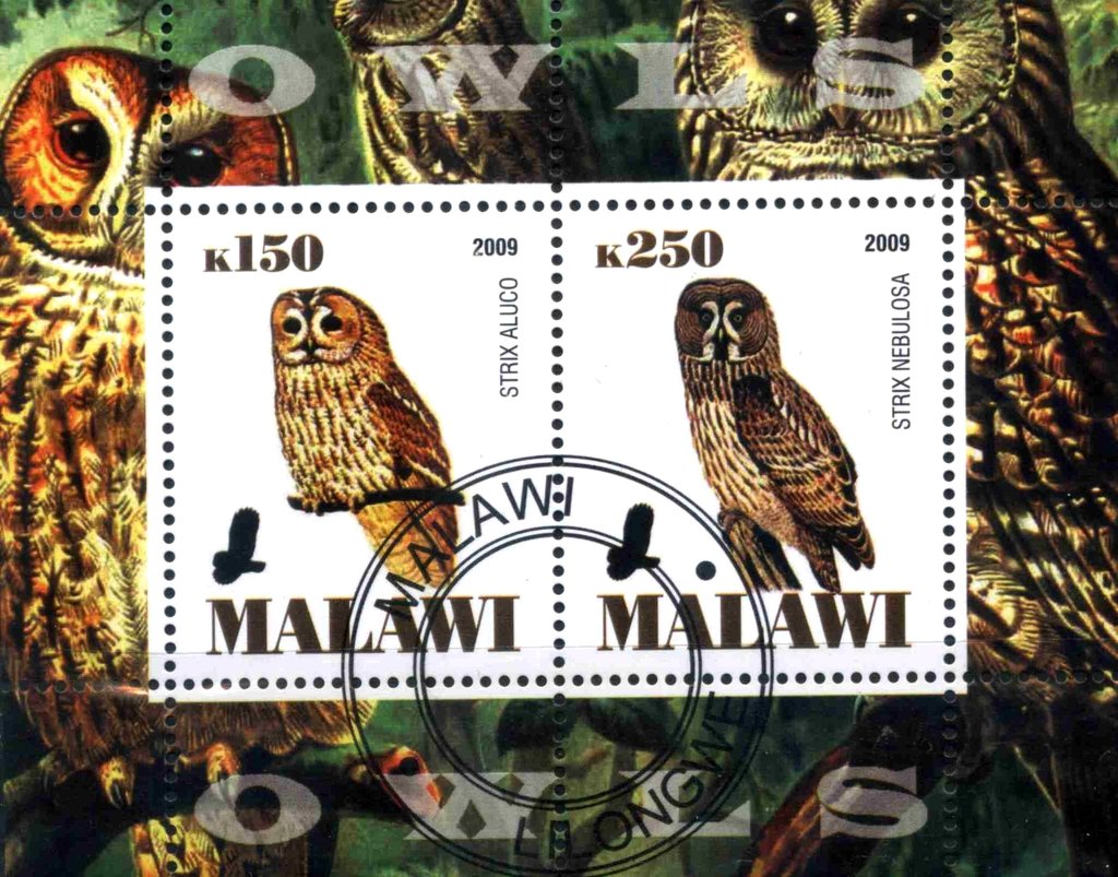Owls