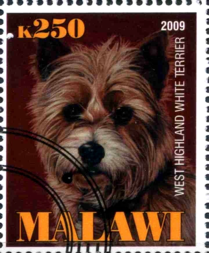 West Highland White Terrier