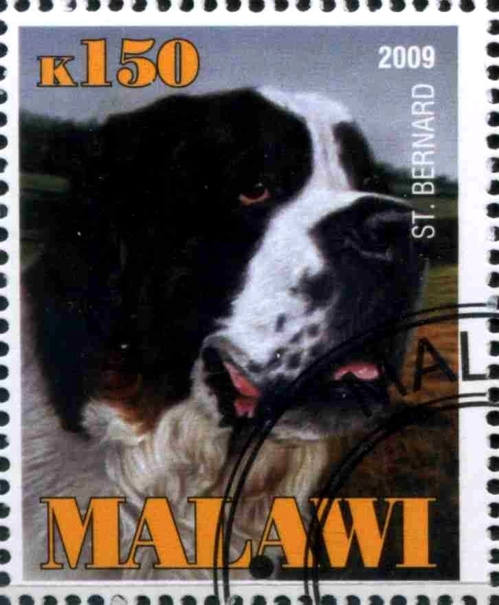 St. Bernard