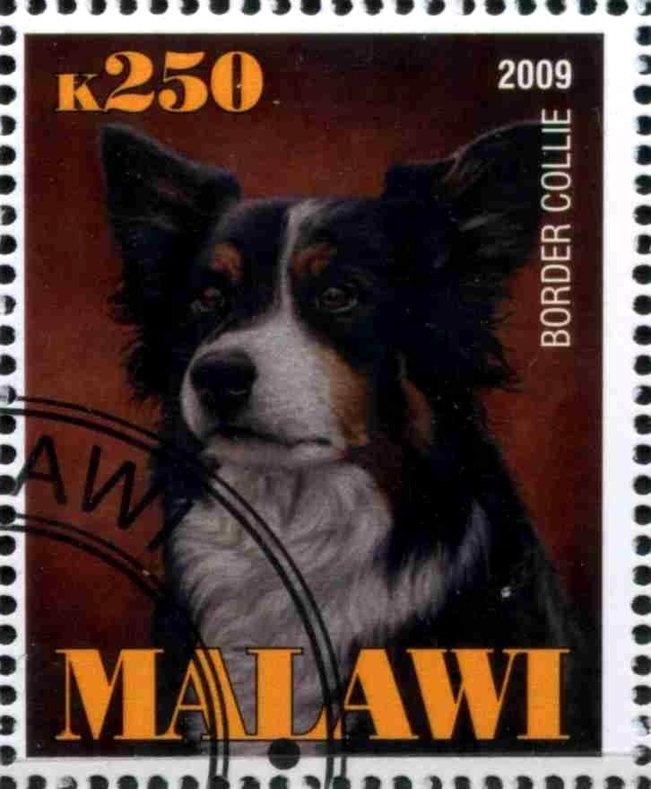 Border Collie