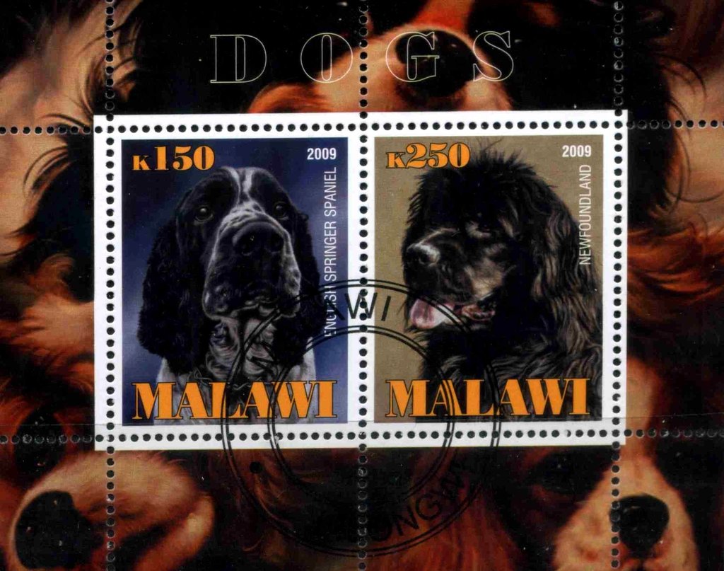 Dogs