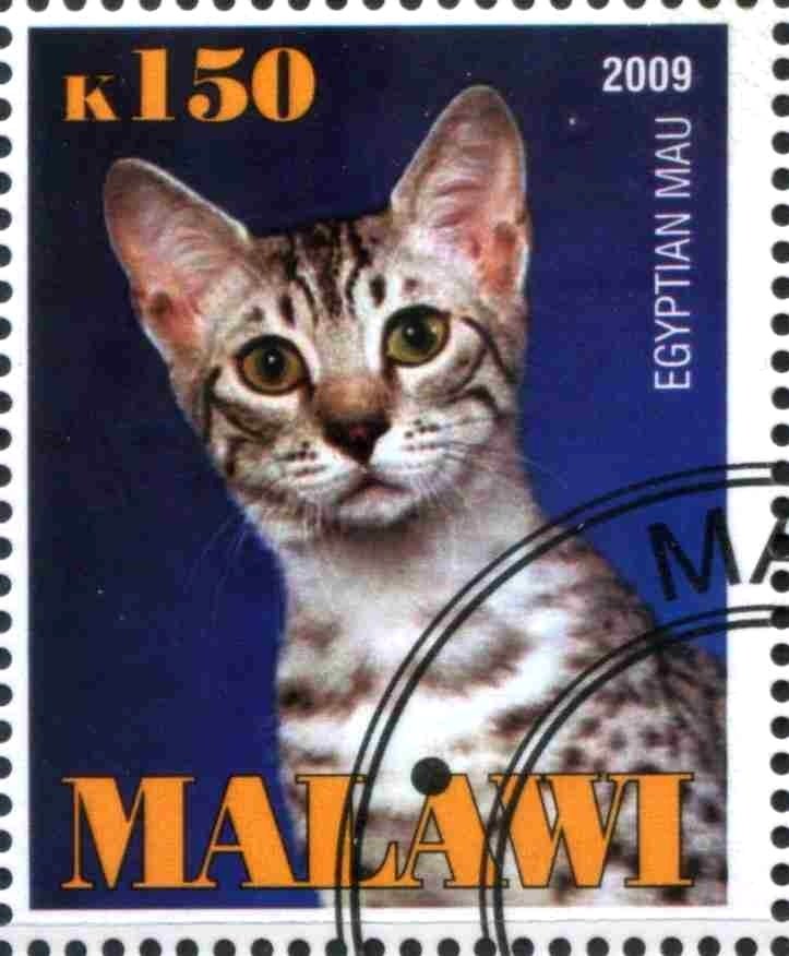 Egyptian Mau