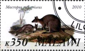 Stamp, Macropus rufogriseus, Cinderellas,  