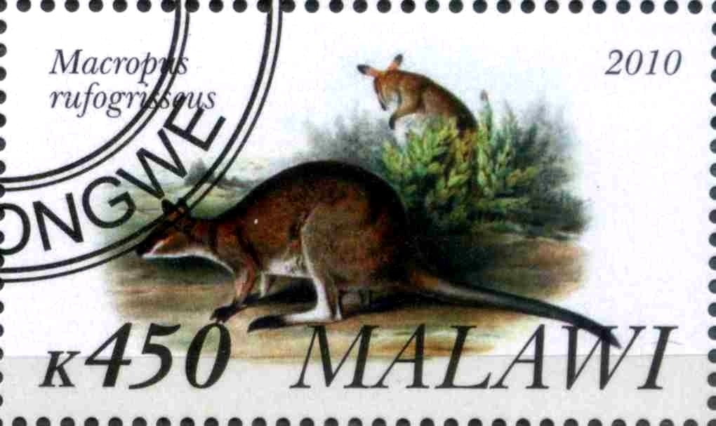 Macropus rufogriseus