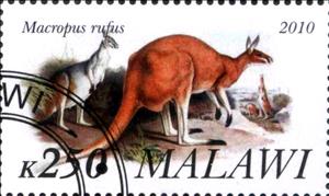 Stamp, Macropus rufus, Cinderellas,  