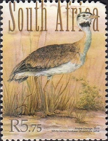 Southern Black Bustard (Eupodotis cafra)
