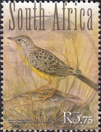 Yellow-breasted Pipit (Anthus chloris)