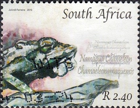 Namaqua Chameleon (Chamaeleo namaquensis)