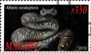 Stamp, Atheris ceratophora, Cinderellas,  