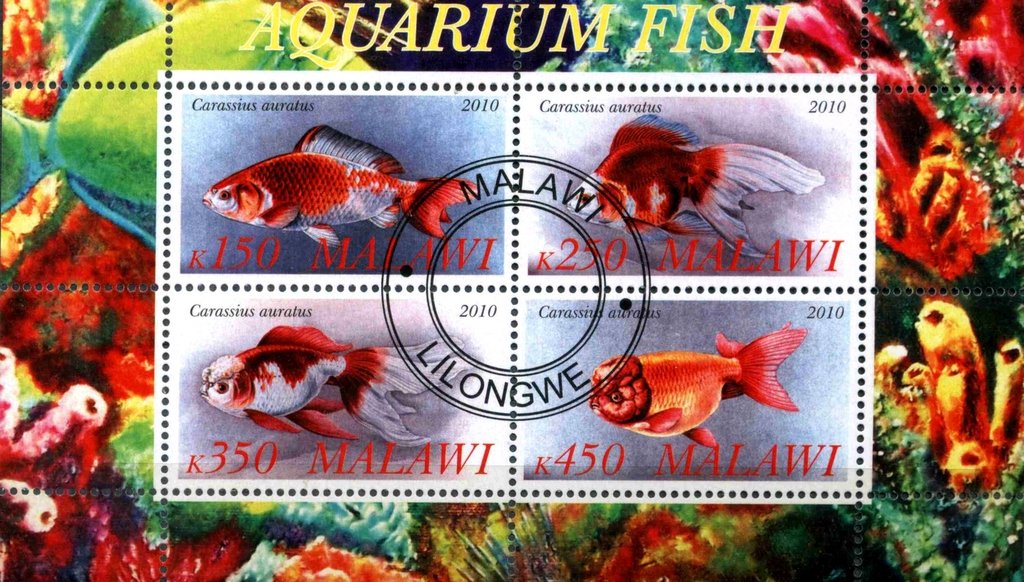 Aquarium Fish