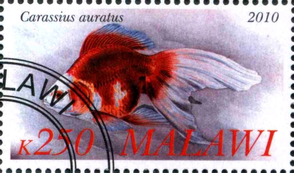 Carassius auratus