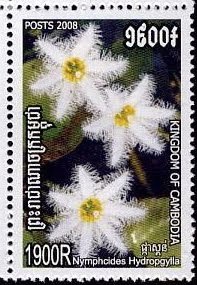 Nymphoides hydrophylla