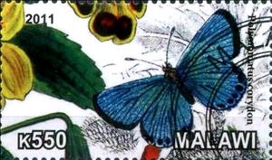 Stamp, Polyommatus corydon, Cinderellas,  , Butterflies