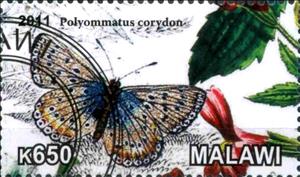 Stamp, Polyommatus corydon, Cinderellas,  , Butterflies