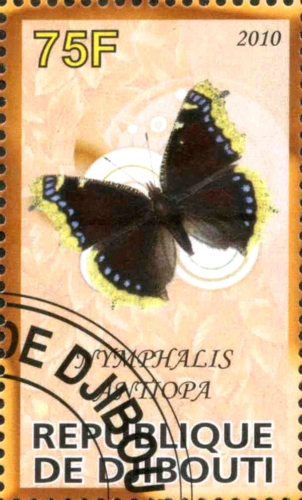 Nymphalis Antiopa