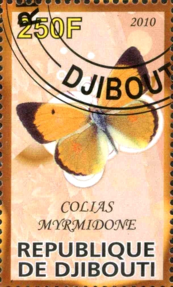 Colias Myrmidone