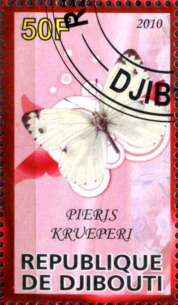 Pieris Krueperi