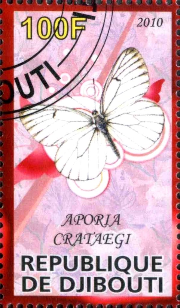 Aporia Crataegi