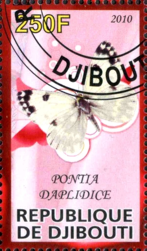 Pontia Daplidice