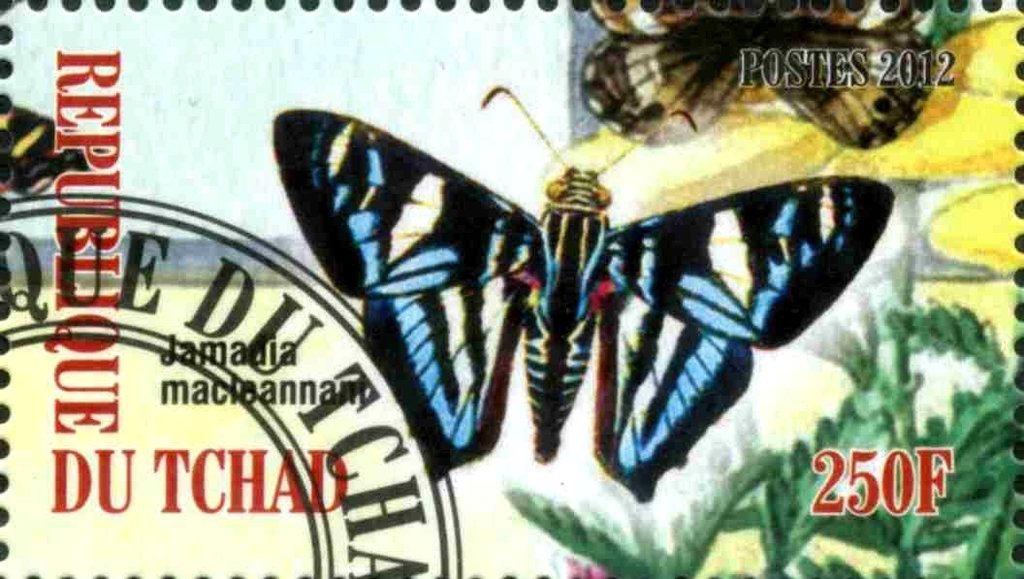 Jamadia macleannant