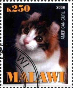Stamp, American Curl, Cinderellas,  , Cats