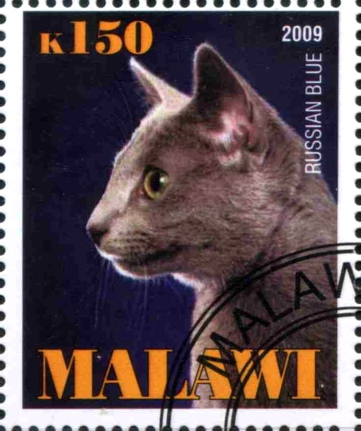 Russian Blue