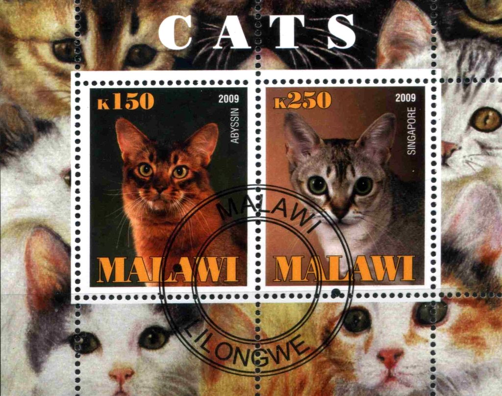 Cats