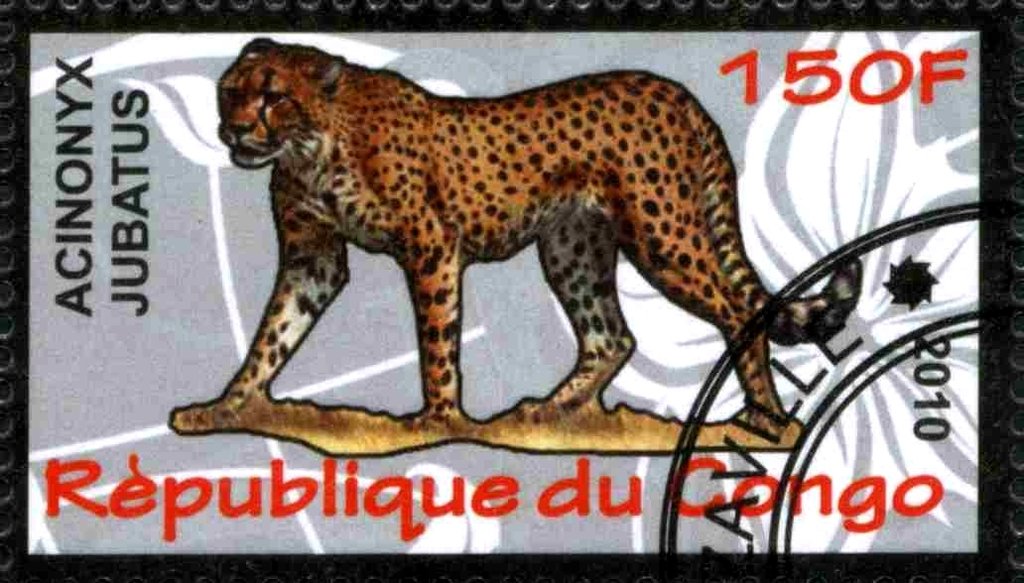 Cheetah (Acinonyx jubatus)