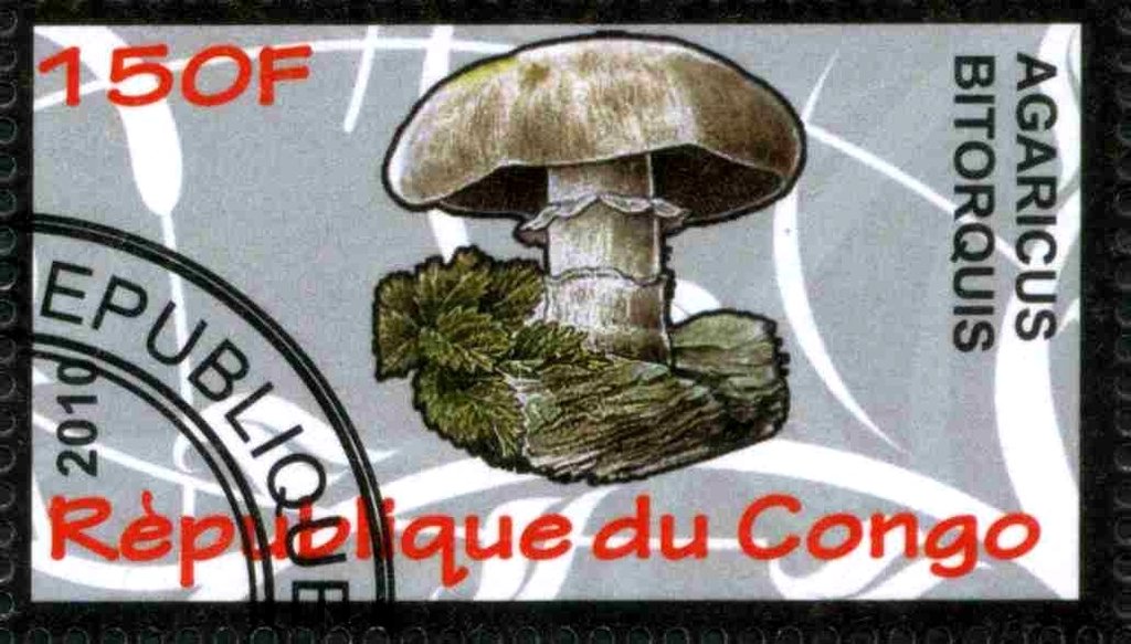 Agaricus bitorquis