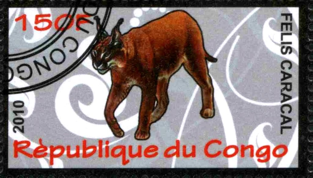 Carakal (Caracal caracal)