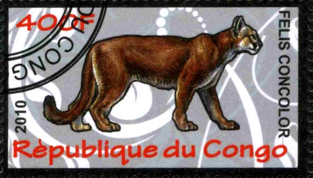 Felis concolor