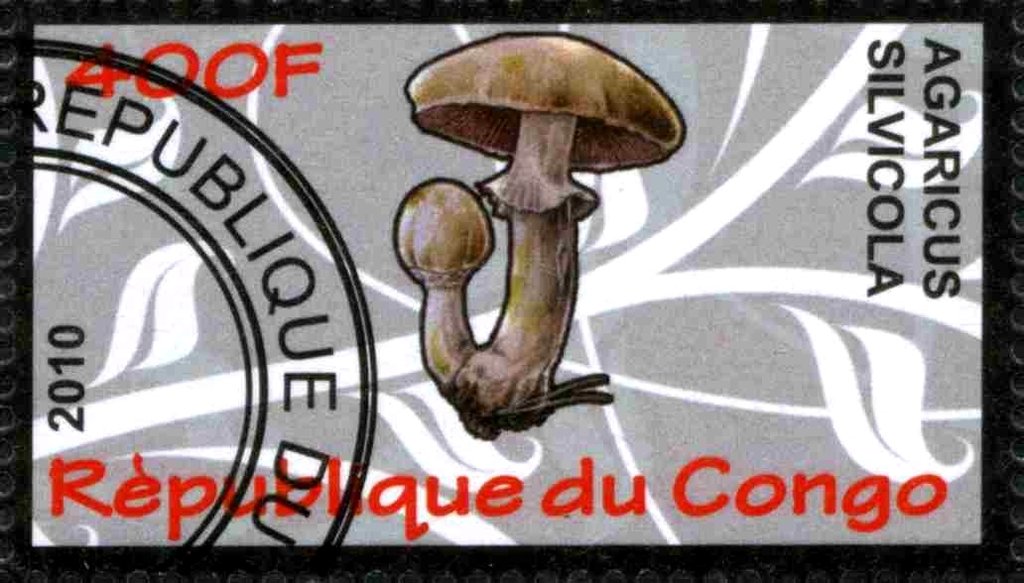Agaricus silvicola