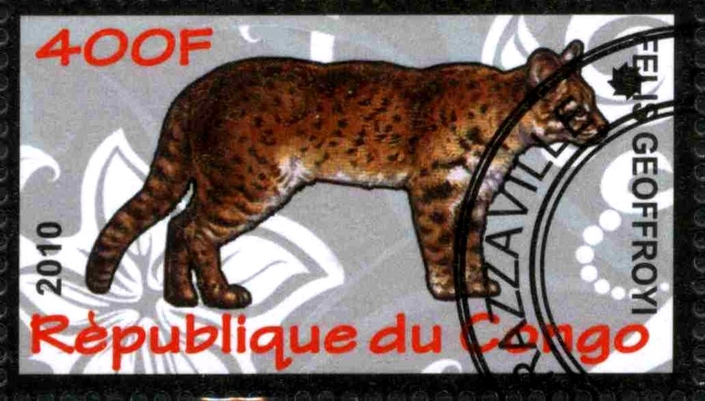 Felis geoffroyi