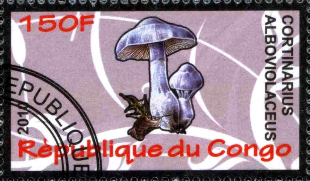 Cortinarius alboviolaceus