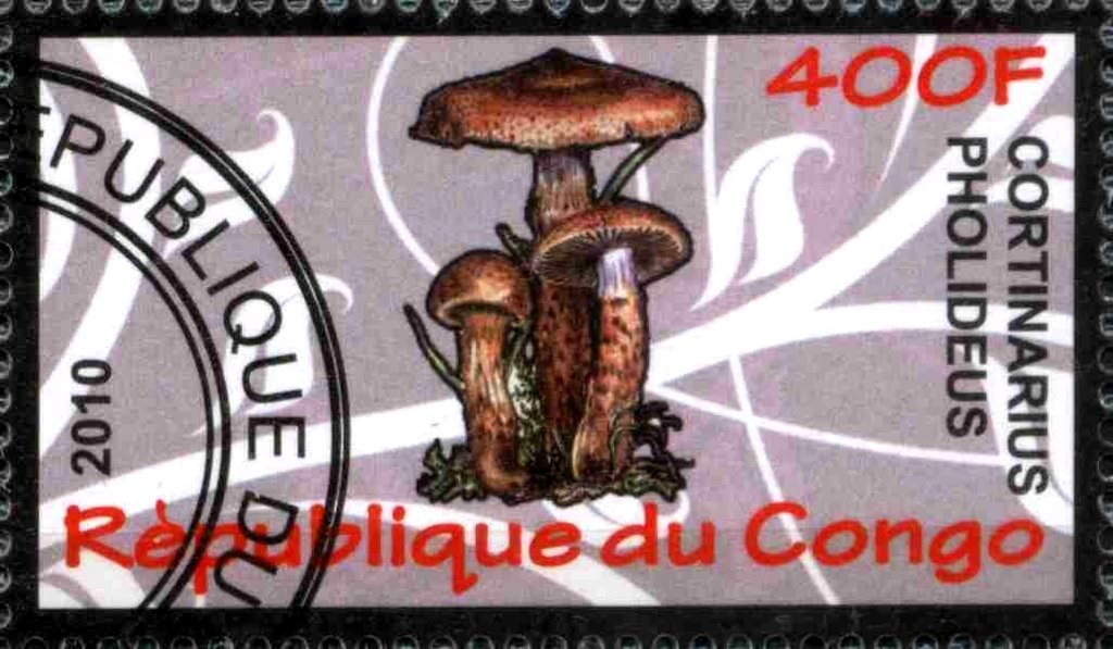 Cortinarius pholideus