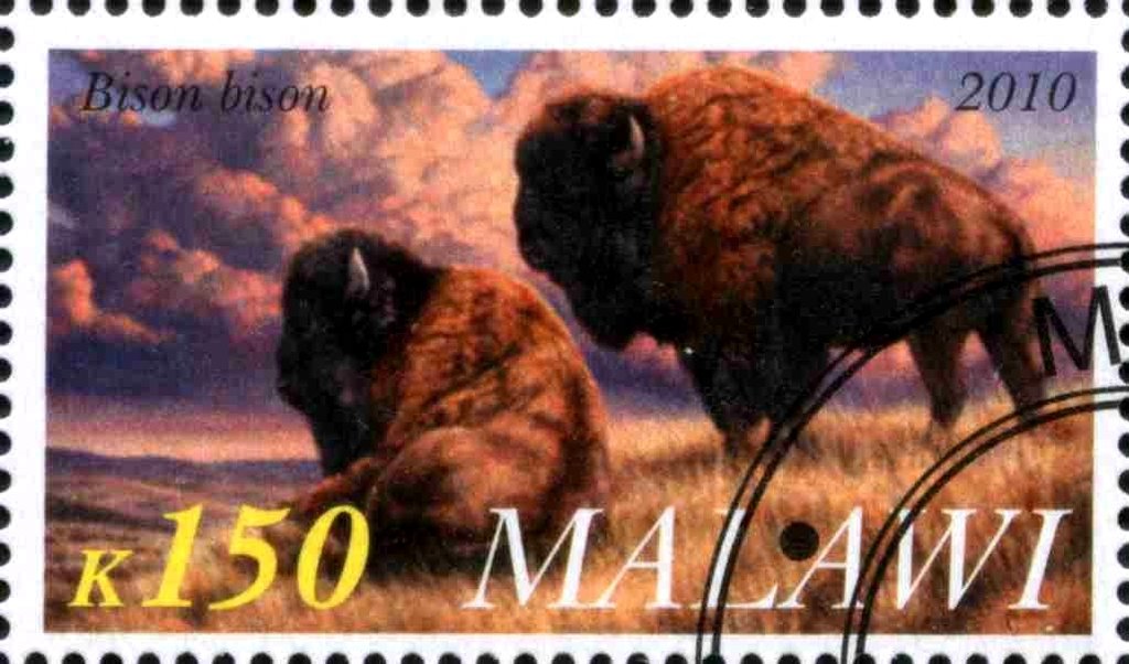 Bison bison