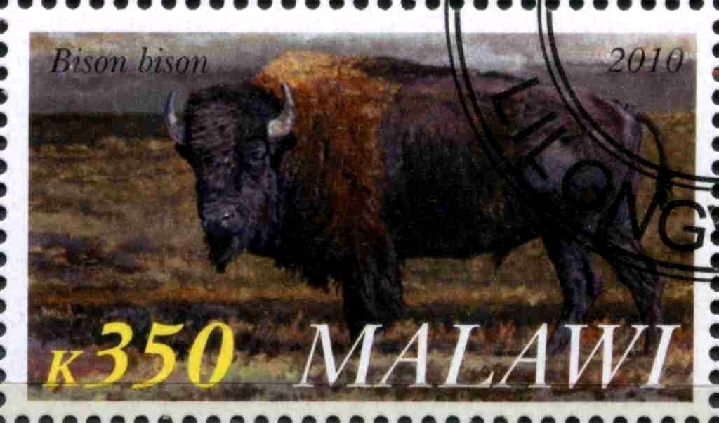 Bison bison