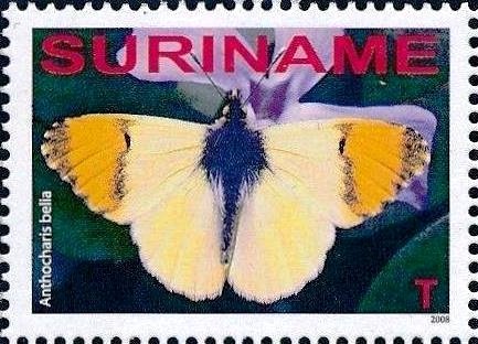 Moroccan Orange Tip (Anthocharis belia)