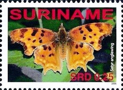 Satyr Comma (Polygonia satyrus)