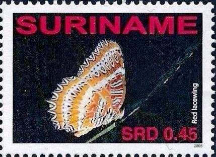 Red Lacewing (Cethosia biblis)