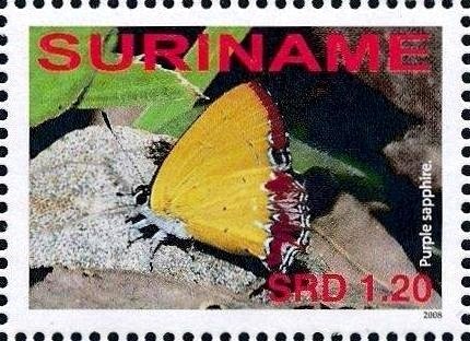 Purple Sapphire (Heliophorus epicles tweediei)