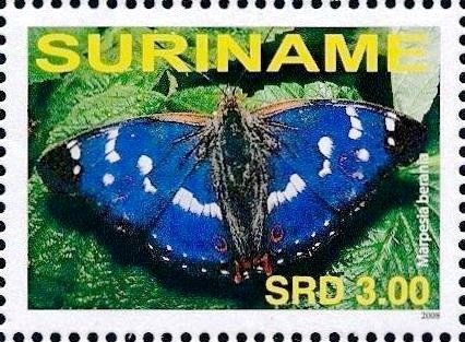 Amber Daggerwing (Marpesia berania)
