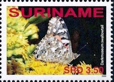 Darkmuseum Swallowtail (Papilio sp.)