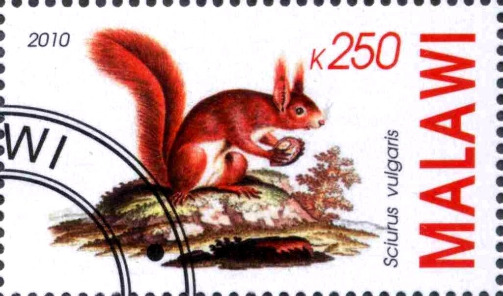 Sciurus vulgaris