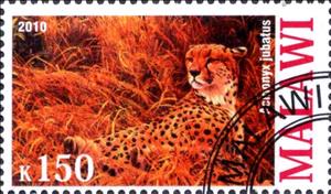 Stamp, Acinonyx jubatus, Cinderellas,  