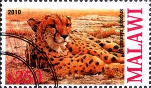 Stamp, Acinonyx jubatus, Cinderellas,  