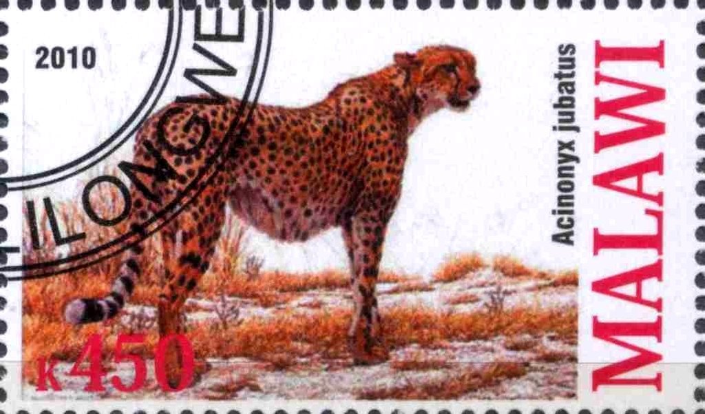 Acinonyx jubatus